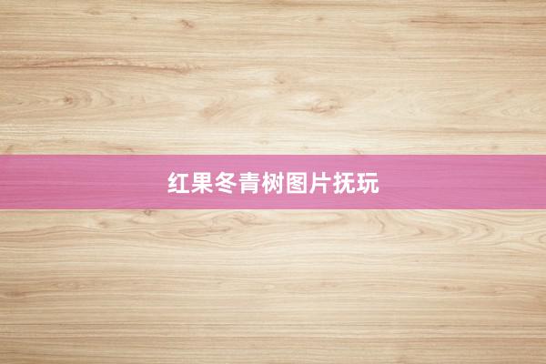 红果冬青树图片抚玩